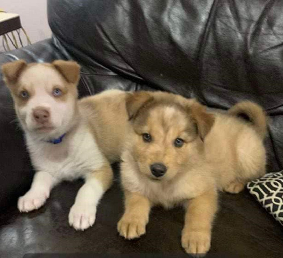 Weyburn Humane Society's Annual General Meeting Nominations and voting